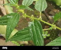 Image result for Pouzolzia