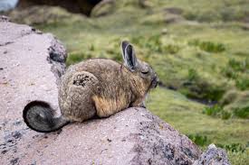 Image result for viscacha