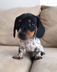 Harlow And Sage On Twitter Dachshund Dog Cute Animal Pictures Dachshund Puppies