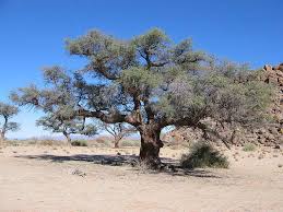 Image result for Acacia eriocarpa