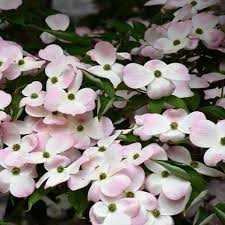 We've noticed you are using on outdated version of. Buy Stellar Pink Flowering Dogwood Online Bay Gardens