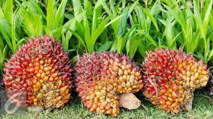 Kelapa sawit adalah jenis tumbuhan yang termasuk dalam genus elaeis dan ordo arecaceae. Satu Juta Ton Kelapa Sawit Di Riau Siap Diolah Jadi Avtur Regional Liputan6 Com