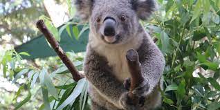 Koala natively belongs to australia's natural habitat (queensland and victoria). Serba Serbi Hewan Koala Juga Punya Sidik Jari Mirip Manusia