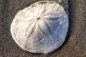 Sand Dollar Found On Mexican Beach Declared World S Largest Mexican Beaches Sand Dollar Sand