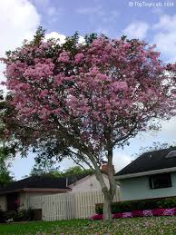 Here are 10 types to choose from, including dogwoods, flowering the two main standouts in this group are the flowering dogwood tree (cornus florida), an american 'rubra' is commonly known as pink dogwood or pink flowering dogwood. Tabebuia Heterophylla Pink Trumpet Tree Toptropicals Com