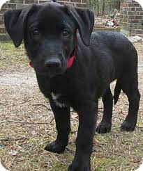 If you are unable to find your puppy in our puppy for sale or dog for sale sections, please consider looking thru thousands of dogs for adoption. Forked River Nj Belgian Malinois Meet Willow A Pet For Adoption