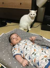 4,462 jumping cat stock video clips in 4k and hd for creative projects. Cat Might Ve Jumped On Baby Babycenter