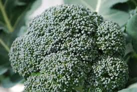 For an idea of when to pick broccoli, mark down on the calendar the day you started your seeds. Harvesting Broccoli How To Harvest Broccoli