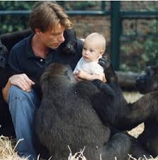 I remember this wonderful beautiful day introducing my daughter to the gorilla family. This was the first time in history any human baby had been introduced to gorillas. The gentleness and love