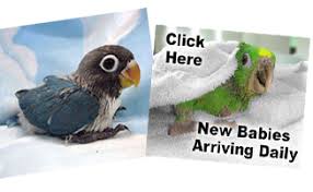 Explore 77 listings for love birds pets at home at best prices. Exotic Bird Paradise Pet Bird Supplies Birdparadise Biz