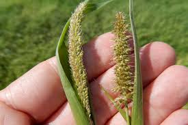 Image result for Setaria verticillata
