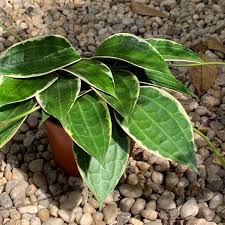 Image result for Mostuea microphylla