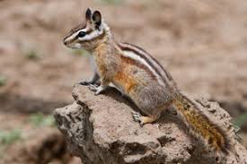 Chipmunk And Squirrel Identification Naturemapping
