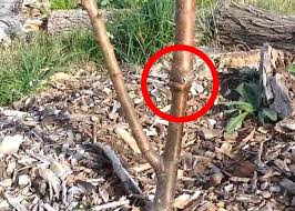 Early spring is the best time, shortly before fruit begins to appear. Did I Make My Peach Tree Produce More Fruit By Accident Daddykirbs Farm