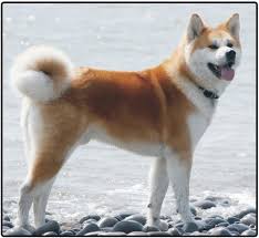 Akita Kopek Fiyat