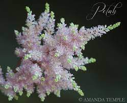 Dwarf Astilbe Sugar Plum Astilbe Simplicifolia Astilbe Sugar Craft Sugar Plum