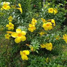 Image result for Allamanda