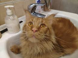 At 6 weeks and 3 days old, he was 0.95kg/ 2.1lb, and gained 0.1kg/0.21lbs. 9 Facts About Maine Coon Cats That Breeders Don T Talk About