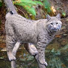 Its status has changed dramatically in our state. Cats At Northwest Trek Native Cougar Lynx Bobcat