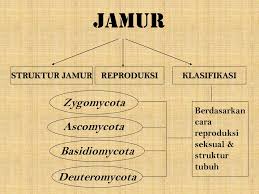 We did not find results for: Jamur Zygomycota Basidiomycota Deuteromycota Ppt Download