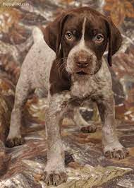The puppies are liver and white patched an. We Love Pet Blog German Shorthaired Pointer Dog Pointer Puppies Gsp Puppies