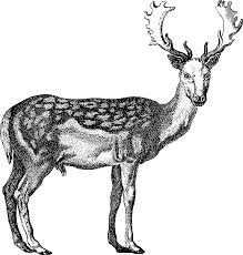 Realistic deer coloring pages at getdrawings #24345798. Realistic Deer Coloring Page 3
