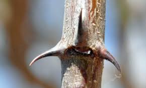 Image result for Ormocarpum trichocarpum