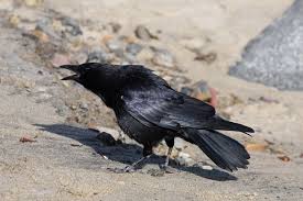 Black Birds In California Black Crow American Crow Backyard Birds California Wildflowers