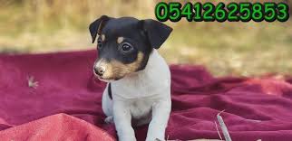 Kisa Bacak Jack Russell