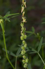 Image result for Crotalaria sphaerocarpa
