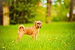 Low-Energy Dog Breeds | Purina