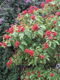 Image result for Bixa orellana