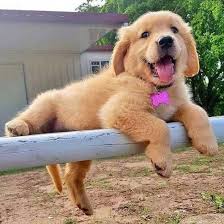 How do i find golden retriever dogs for adoption? Ivy Golden Retriever Puppies For Sale Home Facebook