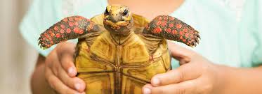 How to care for box turtles? Pet Turtle Tortoise Supplies Petsmart