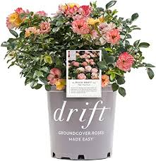 Sweet drift rose was awarded the gold medal for ground cover roses at the rose hills. Drift Pfirsich Rose Strauch Pflanzen Amazon De Garten