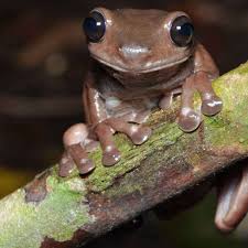 The two species look similar except one is usually green, while the new species usually has a lovely chocolate. Australian Scientist Discovers Chocolate Frog In New Guinea Swamps South Australia The Guardian
