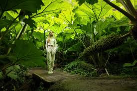 Image result for Gunnera