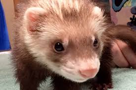 Regularly clean the ferret cage and litter box. Do Ferrets Smell What Do They Smell Like And Is It Bad