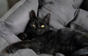 ‪Black cats: separating the myths from the facts | Petplan‬‏