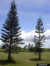 Image result for Arauk rie Araucaria