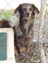 Check spelling or type a new query. Help North Carolina Dachshund Mix Female About 2 1 2 Yrs Old Lee County Animal Services Sanford Nc 27330 Animals Dachshund Puppy Dachshund Adoption