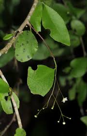 Image result for Gymnosporia mossambicensis