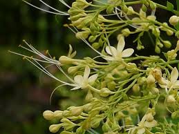 Image result for Clerodendrum silvanum