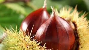 Timothy castagne prefers to play with right foot. Castagne Di Calabria Foodmission Piante Secolari Di 400 Anni