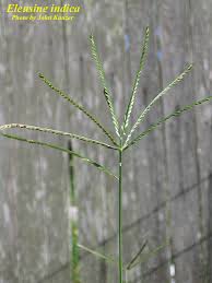 Image result for Eleusine