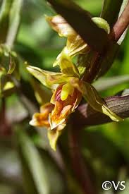 This wildflower is native to western north america from british columbia to central mexico. Epipactis Gigantea Serpentine Night California Flora Nursery