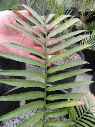 Image result for Encephalartos aplanatus