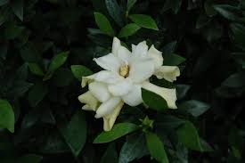 Image result for Gardenia subacaulis