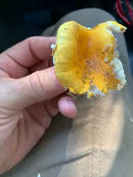 Image result for Russula flavida