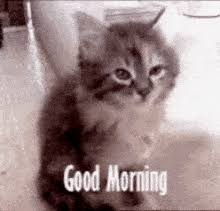 We did not find results for: Good Morning Gif Gifcen